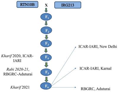 Uncovering QTLs for uppermost internode length and panicle exsertion in rice (Oryza sativa L.)